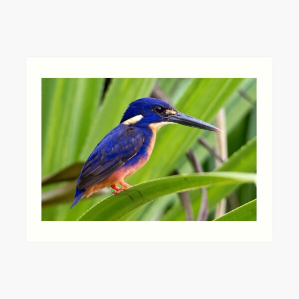 Azure Kingfisher, Kakadu National Park Art Print