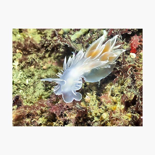 Alabaster Nudibranch / White-lined Dirona Photographic Print