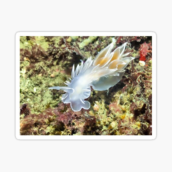 Item preview, Alabaster Nudibranch / White-lined Dirona designed and sold by naturediver.
