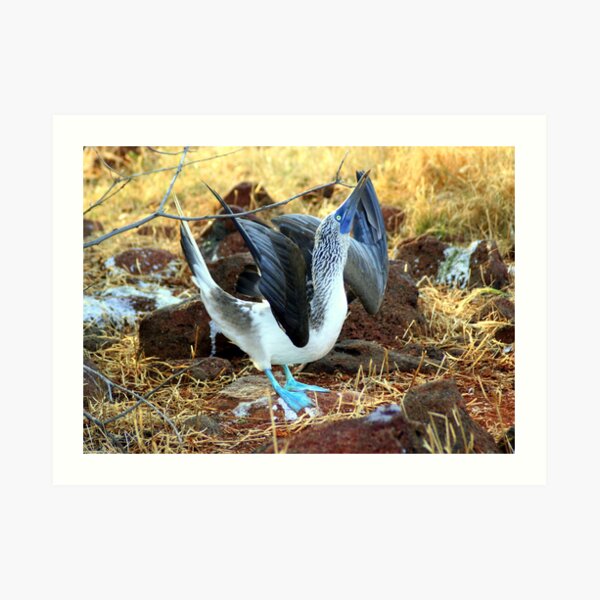 Blue-footed Booby: Mating Dance Art Print