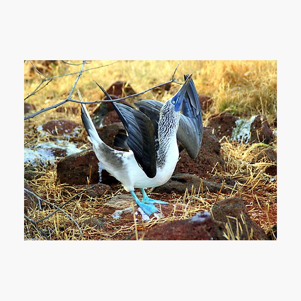 Blue-footed Booby: Mating Dance Photographic Print