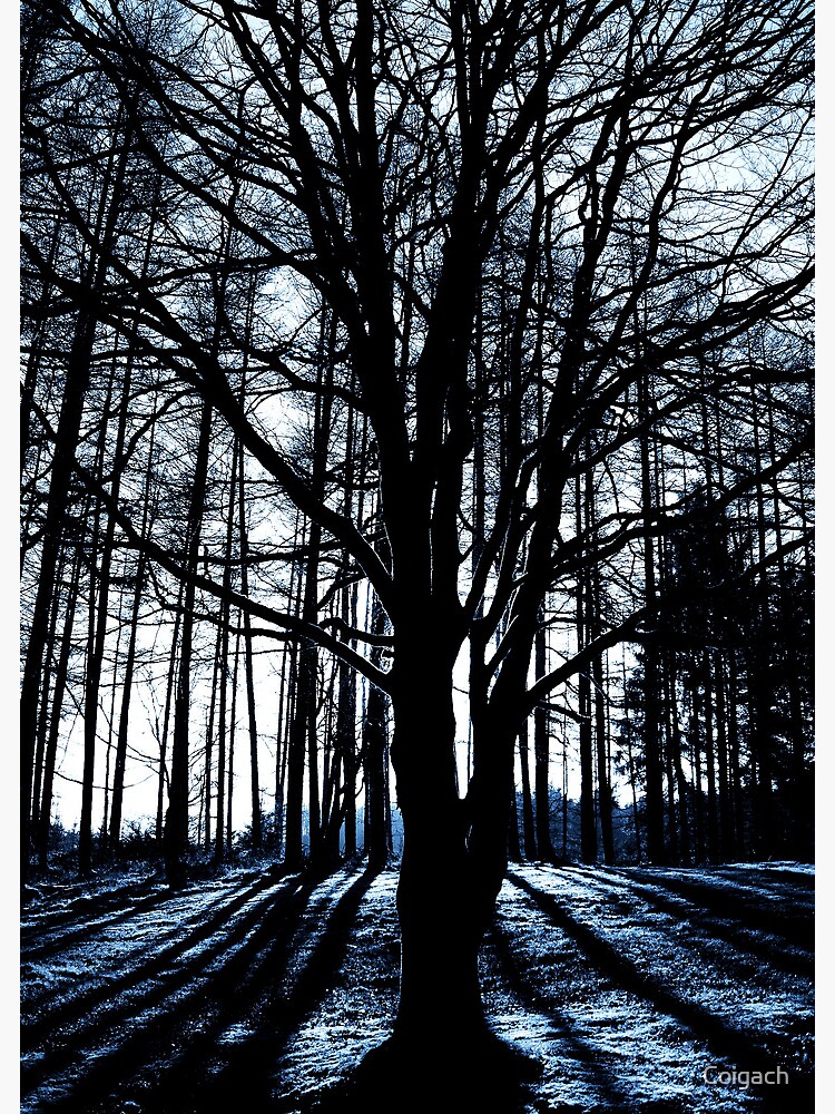 Thumbnail 3 of 3, Art Print, Galloway Forest: Winter Sun designed and sold by Coigach.