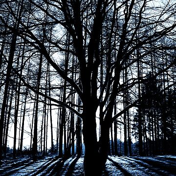 Artwork thumbnail, Galloway Forest: Winter Sun by Coigach
