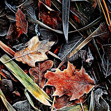 Artwork thumbnail, Touch of frost Frost 6 by Coigach
