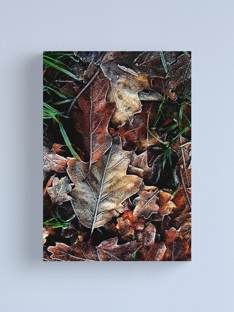 Thumbnail 1 of 3, Canvas Print, Touch of frost Frost 5 designed and sold by Coigach.