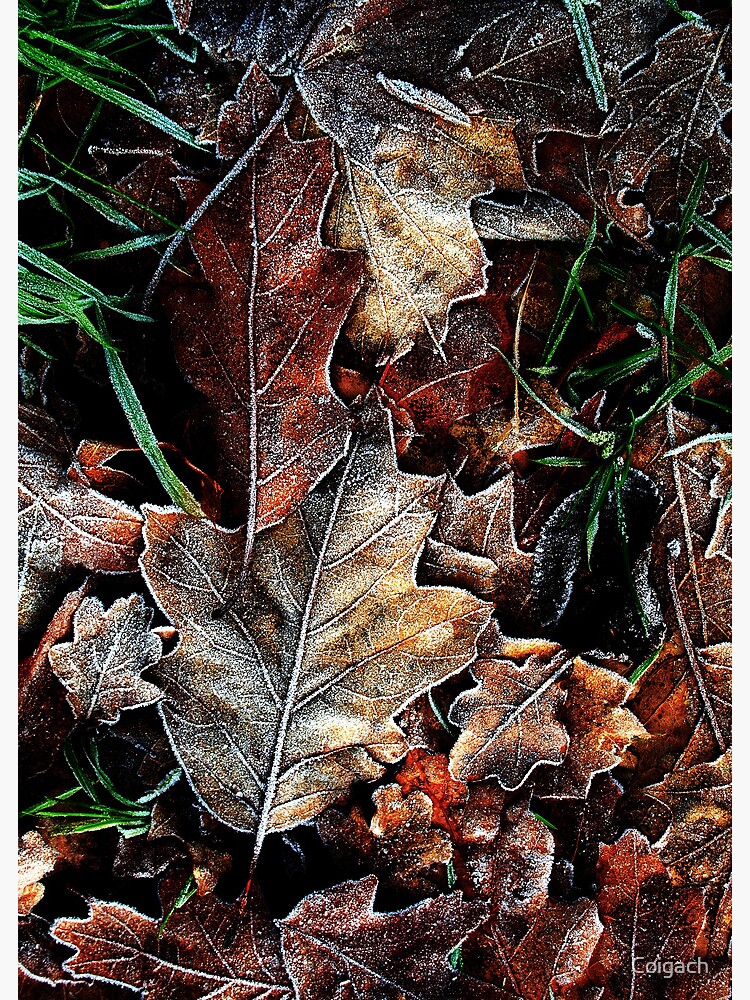 Thumbnail 3 of 3, Canvas Print, Touch of frost Frost 5 designed and sold by Coigach.