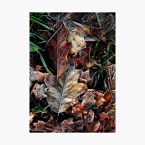 Touch of frost Frost 5 Photographic Print