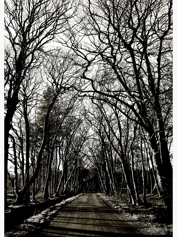 Thumbnail 3 of 3, Canvas Print, Road to Laurieston: Winter Trees designed and sold by Coigach.