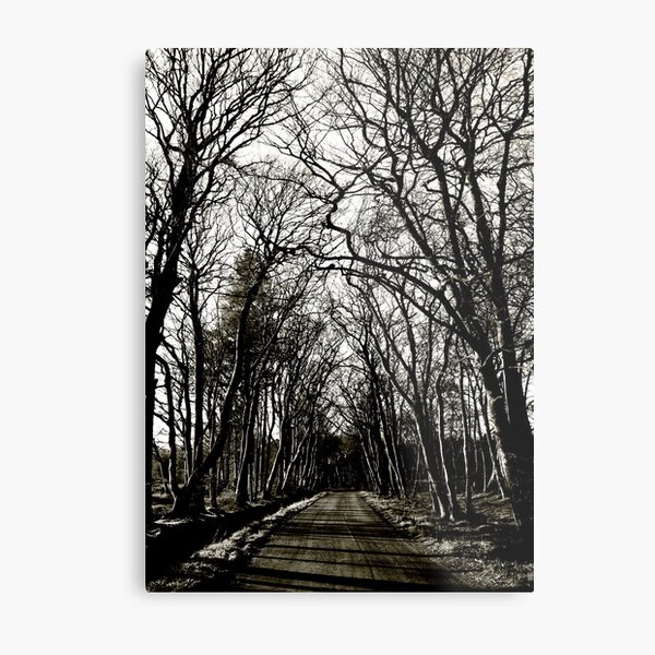 Road to Laurieston: Winter Trees Metal Print