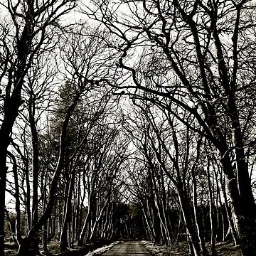 Artwork thumbnail, Road to Laurieston: Winter Trees by Coigach