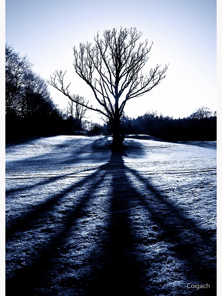 Thumbnail 3 of 3, Photographic Print, Cally Wood Tree designed and sold by Coigach.