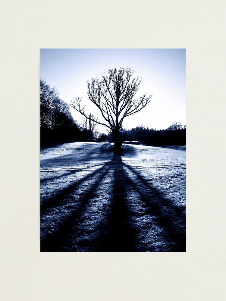 Thumbnail 1 of 3, Photographic Print, Cally Wood Tree designed and sold by Coigach.