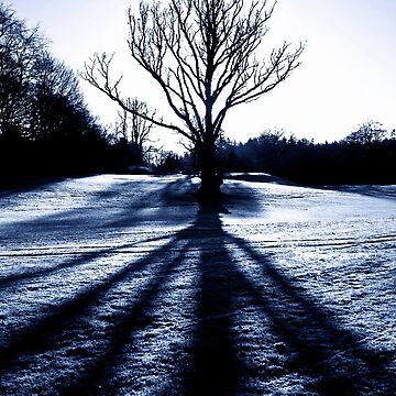 Artwork thumbnail, Cally Wood Tree by Coigach