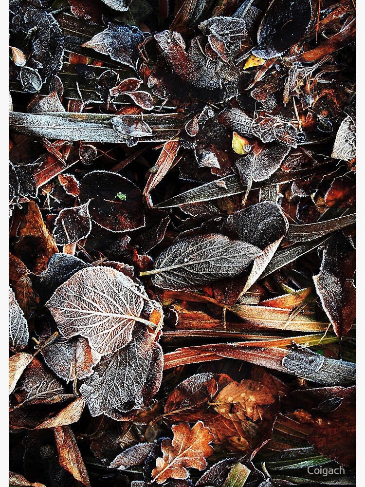 Thumbnail 3 of 3, Art Print, Touch of frost Frost 3 designed and sold by Coigach.