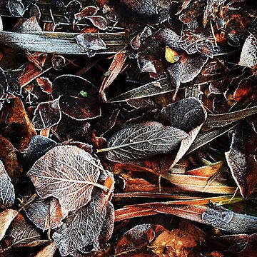 Artwork thumbnail, Touch of frost Frost 3 by Coigach
