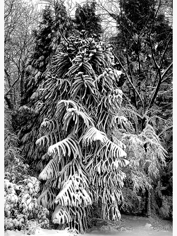 Thumbnail 2 of 2, Postcard, Snow Tree designed and sold by Coigach.