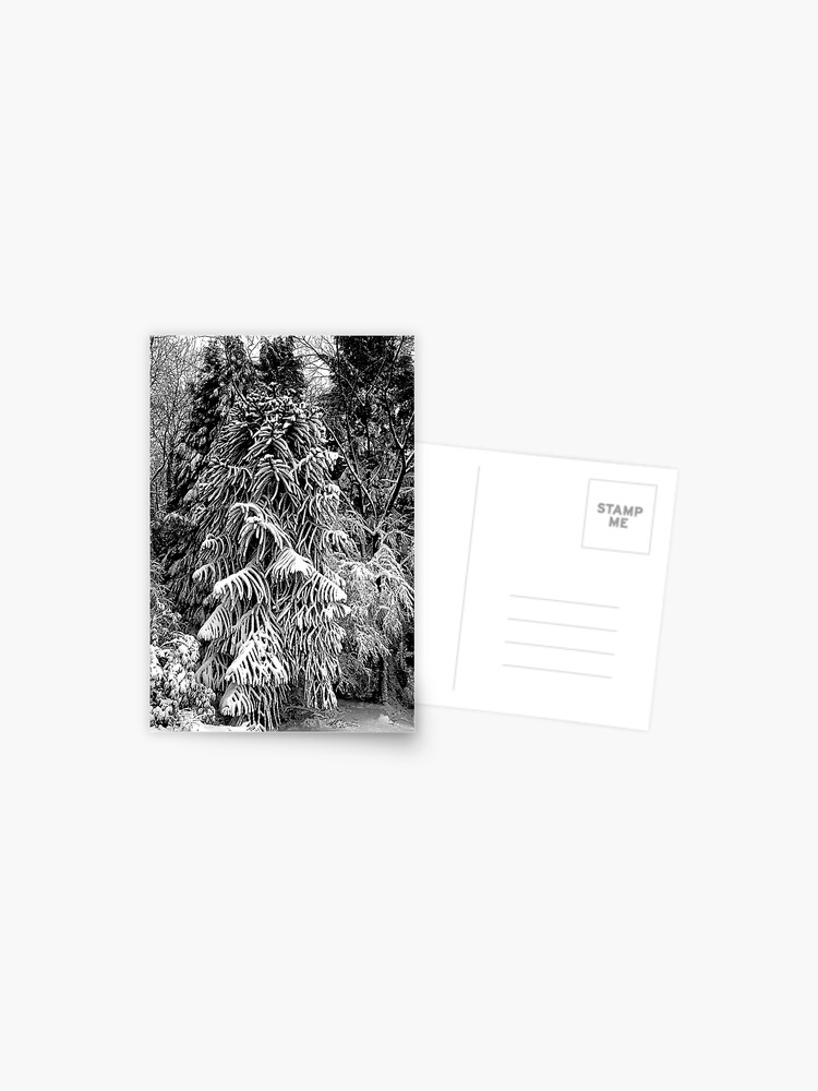 Thumbnail 1 of 2, Postcard, Snow Tree designed and sold by Coigach.