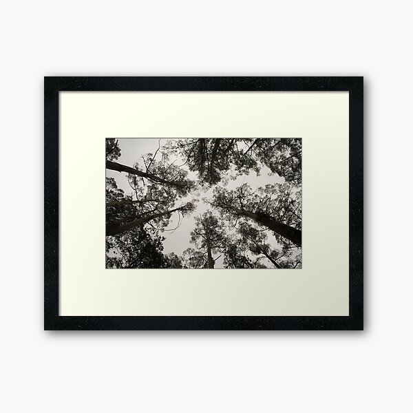 Item preview, Tarra Bulga - Victoria - Australia designed and sold by Frank Moroni.