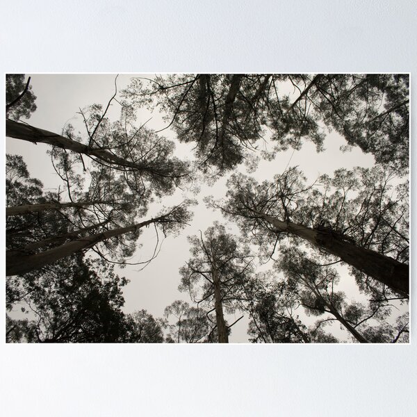 Item preview, Tarra Bulga - Victoria - Australia designed and sold by Frank Moroni.