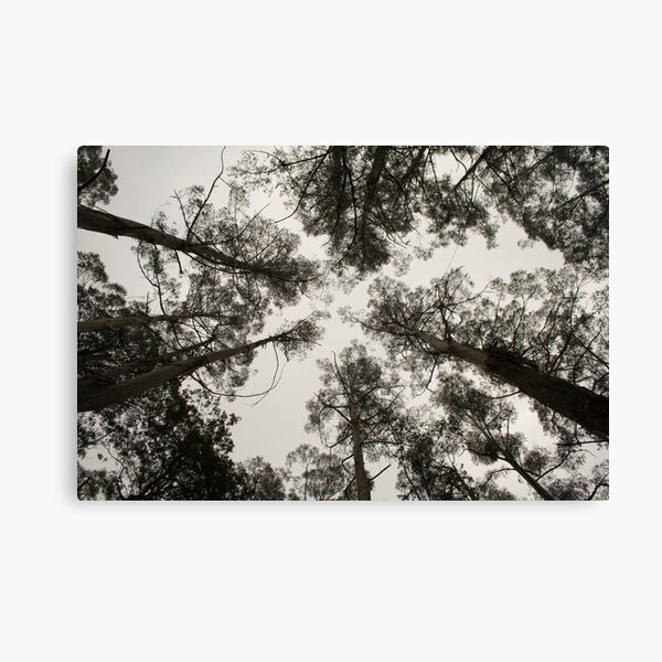 Item preview, Tarra Bulga - Victoria - Australia designed and sold by Frank Moroni.