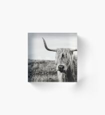 Highland Cow Acrylic Block