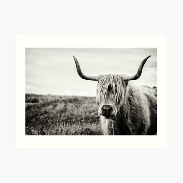 Highland Cow Art Print