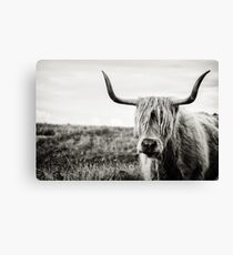 Highland Cow Canvas Print