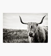Highland Cow Photographic Print