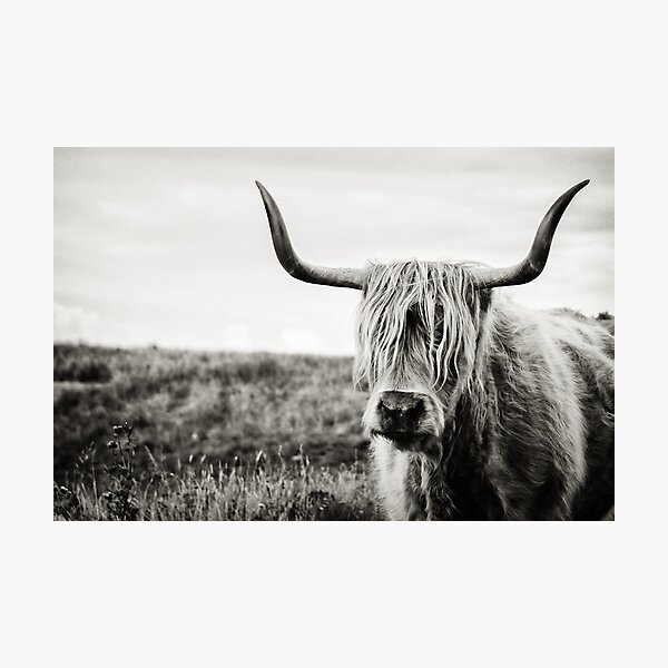 Highland Cow Photographic Print