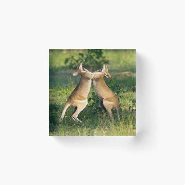 Item preview, Agile Wallabies, Northern Territory designed and sold by Andrew Goodall.