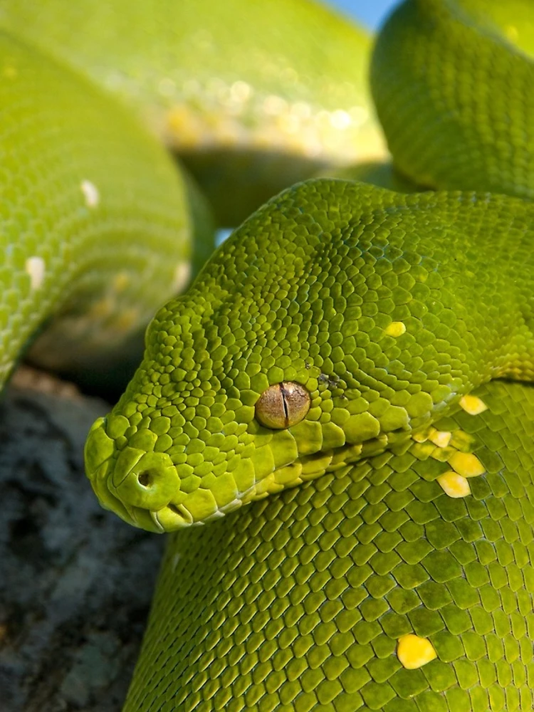 Thumbnail 4 of 4, Samsung Galaxy Phone Case, Green Tree Python designed and sold by Andrew Goodall.