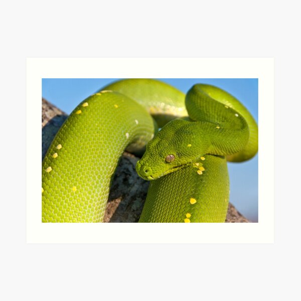 Green Tree Python Art Print