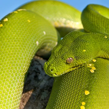 Artwork thumbnail, Green Tree Python by Andrew Goodall