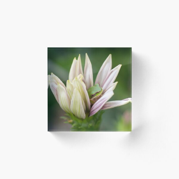 Dwarf Tree Frog, Maleny Queensland Acrylic Block