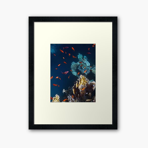 Colorful and Beautiful Sealife photography Framed Art Print