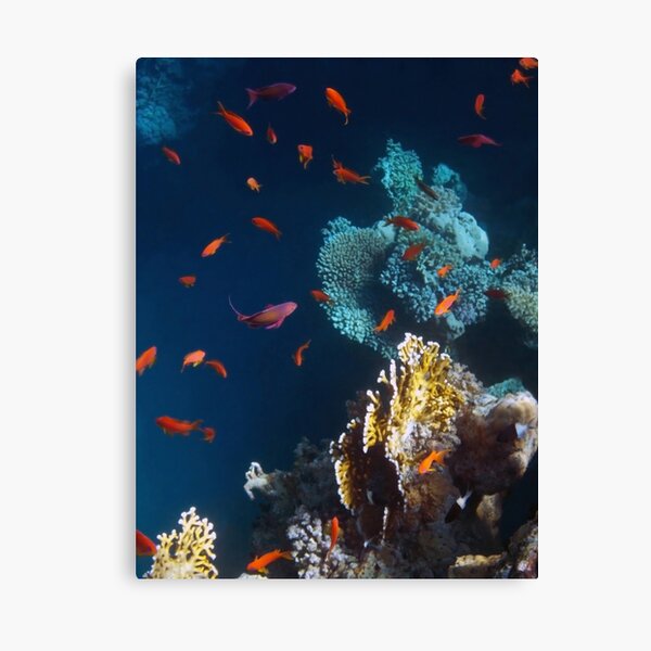 Colorful and Beautiful Sealife photography Canvas Print