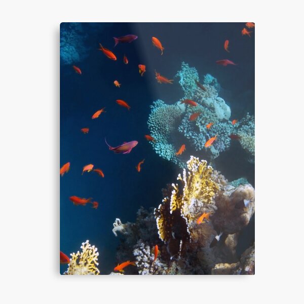 Colorful and Beautiful Sealife photography Metal Print