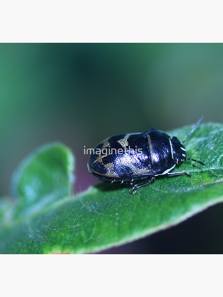 "Little Black and Gold Beetle" Poster for Sale by Redbubble