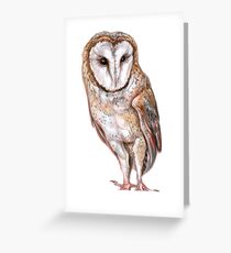 Barn owl drawing Greeting Card