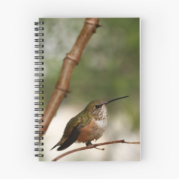 Aperçu de l'œuvre Colibri créée et vendue par Heather Meadows.