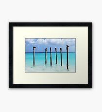 Pelicans' Roost Framed Print