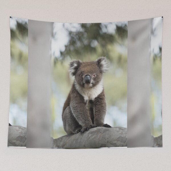 Item preview, Seeing eye to eye - Baby Koala designed and sold by imaginethis.