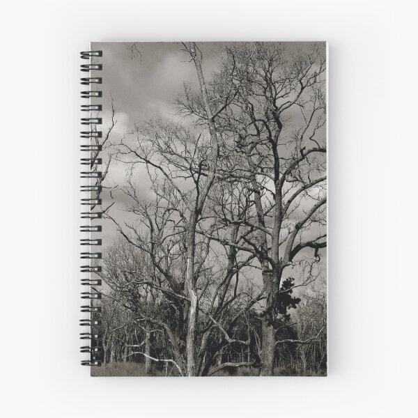 Aperçu de l'œuvre Trees créée et vendue par Heather Meadows.
