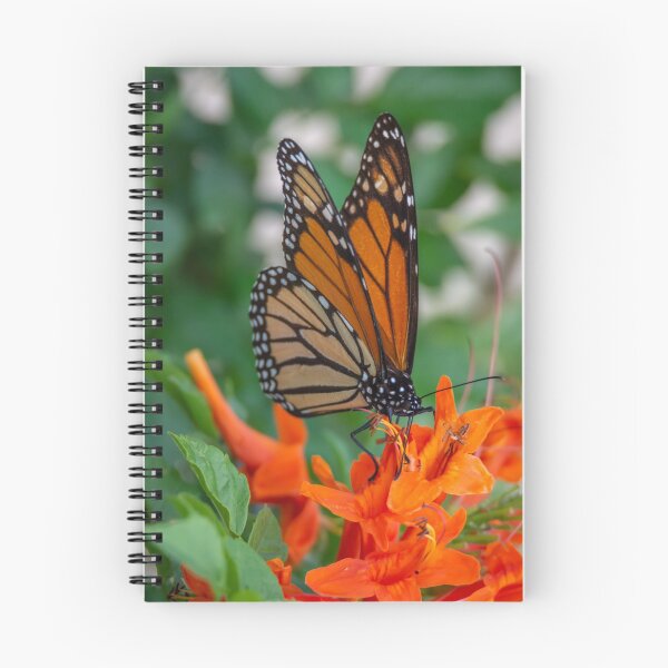 Item preview, Monarch Butterfly on Cape Honeysuckle designed and sold by Debra Martz.