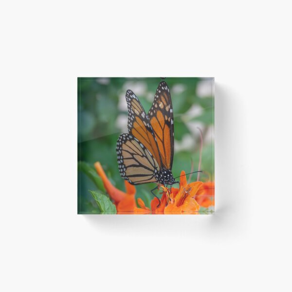 Item preview, Monarch Butterfly on Cape Honeysuckle designed and sold by Debra Martz.