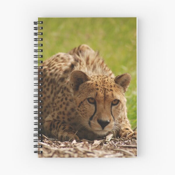 Item preview, Pounce designed and sold by kmargetts.