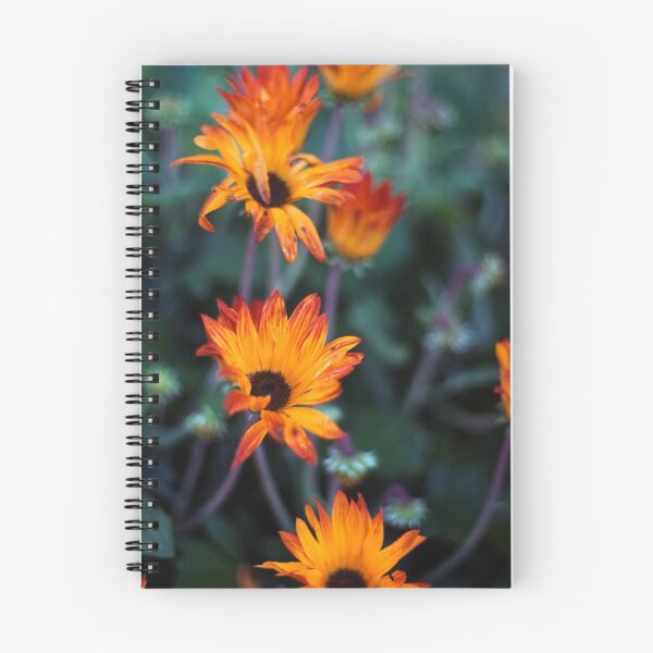 Item preview, STH AFRICAN DAISIES 3 designed and sold by hugo.