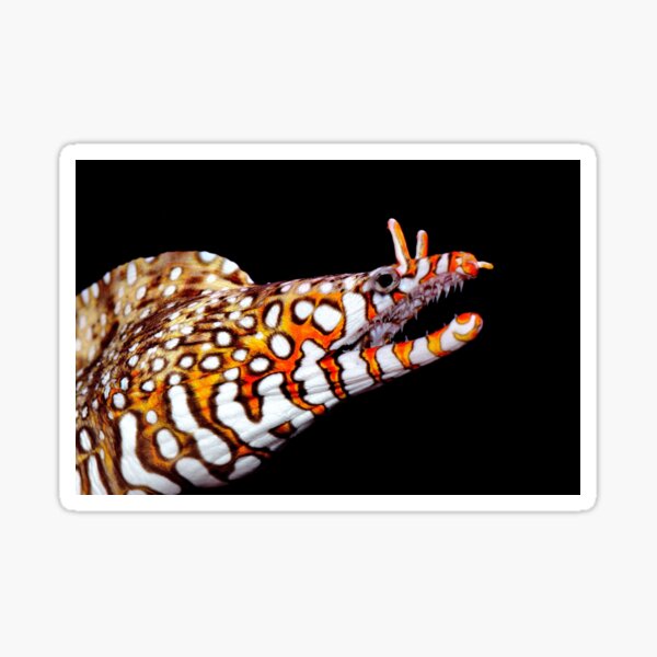 Dragon Eel Sticker