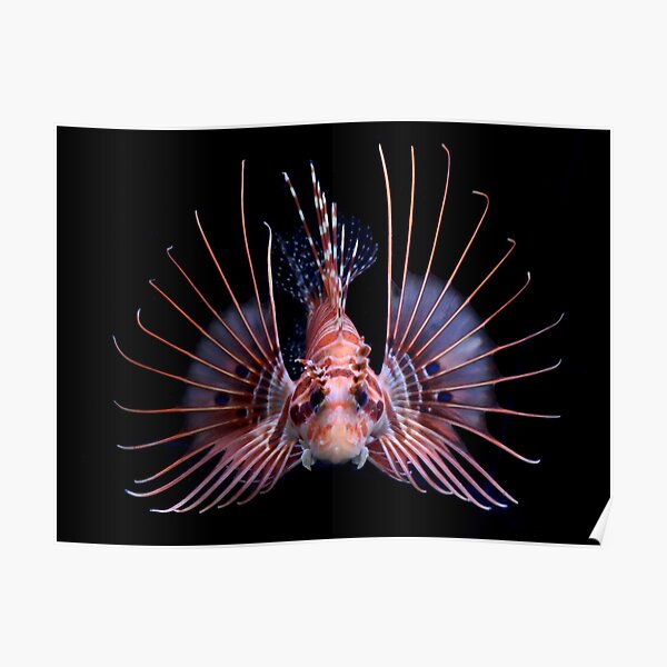 Lionfish Poster