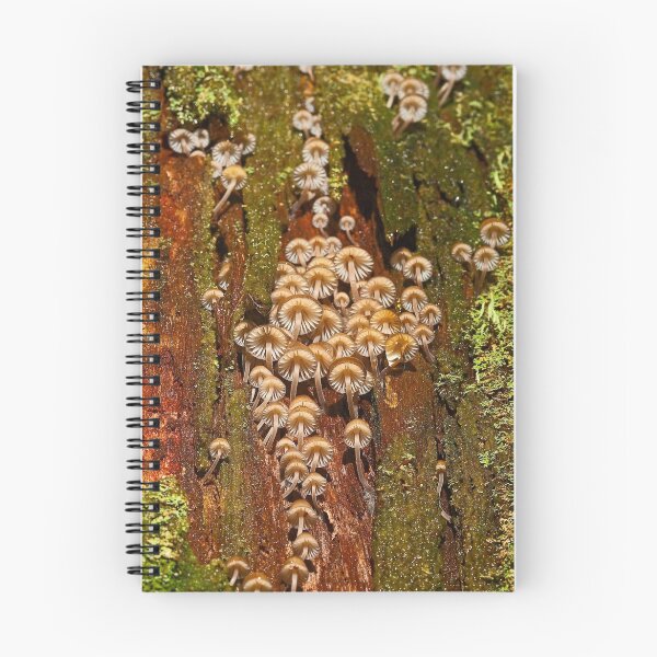 Item preview, fungi follies designed and sold by Neil.